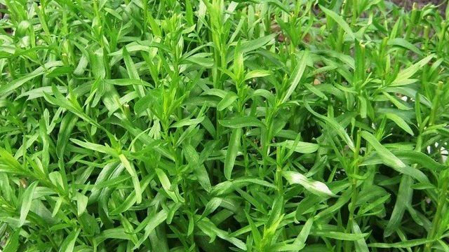 О траве тархун (эстрагон): посадка, выращивание и уход в открытом грунте