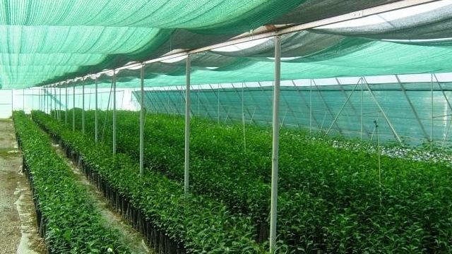 Затеняющая сетка для теплиц — надежная защита растений и повышение урожайности