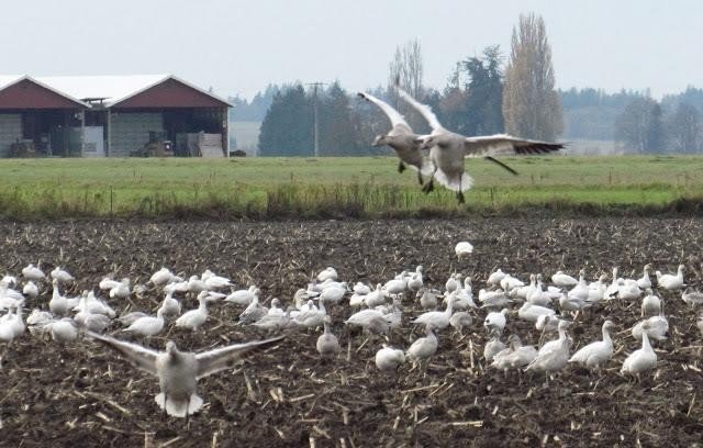 Миграция белых гусей