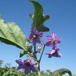 Баклажаны — выращивание и сорта