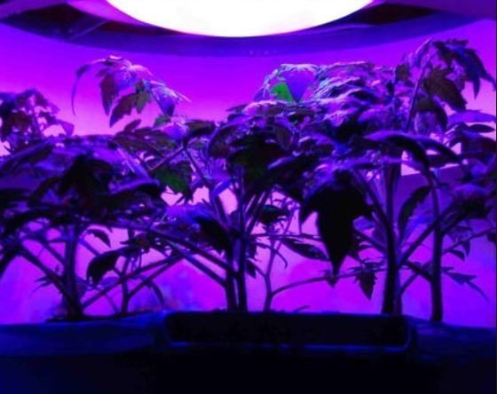Люминесцентные лампы для растений