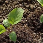 Как вырастить баклажаны в открытом грунте и правильно ухаживать за растением