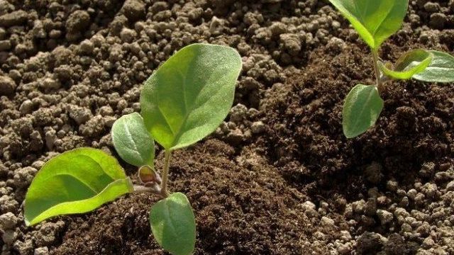 Перец и баклажан: выращиваем правильно