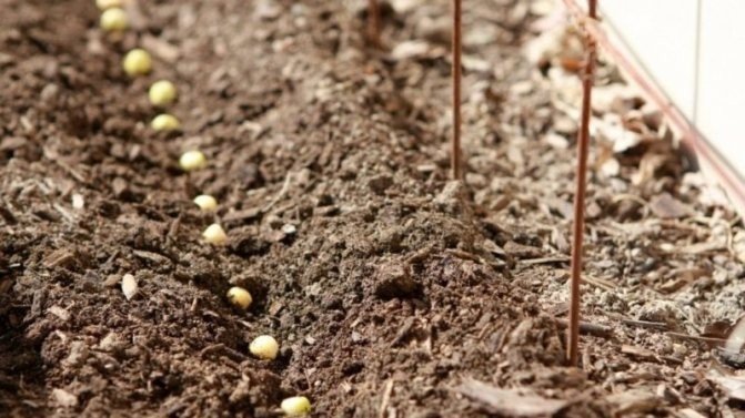 Как выращивать бобы в открытом грунте