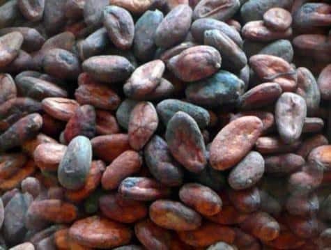 Тринитарио какао бобы