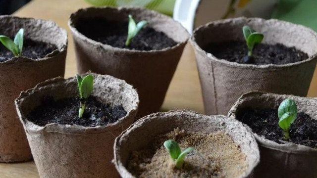 Как вырастить дыни в сибири в открытом