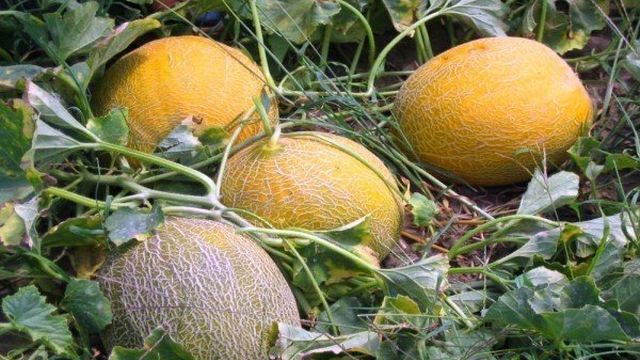 Выращивание дыни Айкидо — секреты хорошего урожая на дачном участке