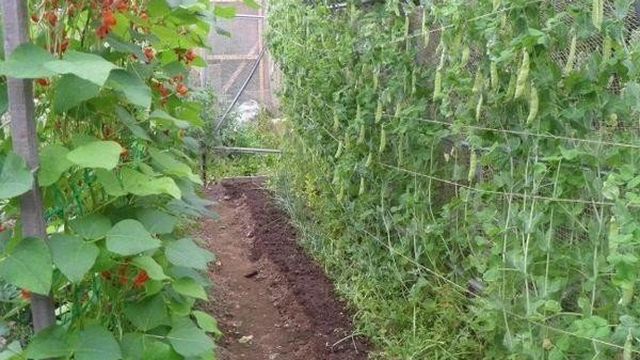 Спаржевая фасоль: выращивание и уход в открытом грунте, как посадить с фото