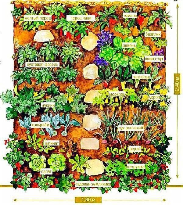 Схема посадки овощей на огороде таблица
