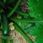 Кабачок цуккини Черный красавец: описание раннего сорта, правила выращивания и ухода