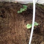 Как вырастить кабачки в открытом грунте?
