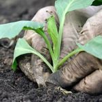 Как сажать капусту на рассаду в домашних условиях и когда