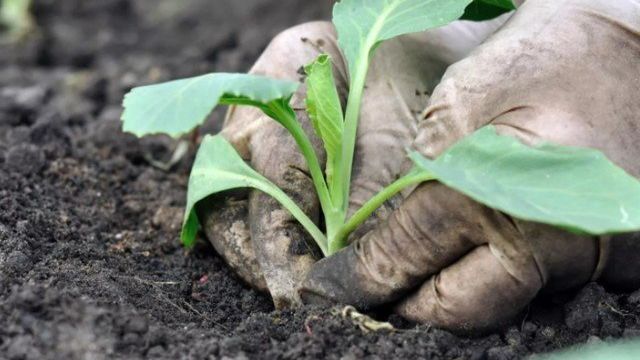 Как сажать капусту на рассаду в домашних условиях и когда