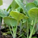 Как вырастить рассаду капусты в домашних условиях