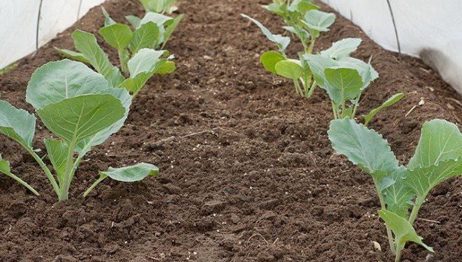 Выращивание капусты в открытом грунте
