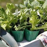 Как вырастить рассаду кольраби в домашних условиях