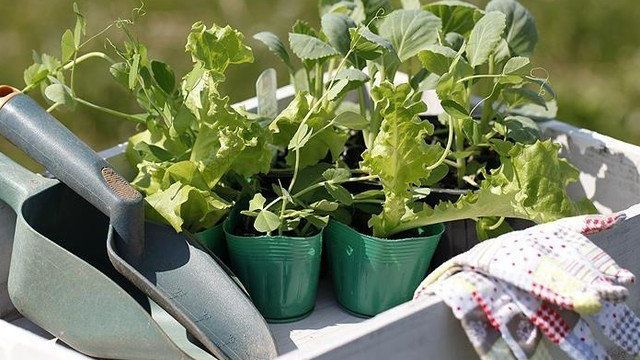 Как вырастить рассаду кольраби в домашних условиях