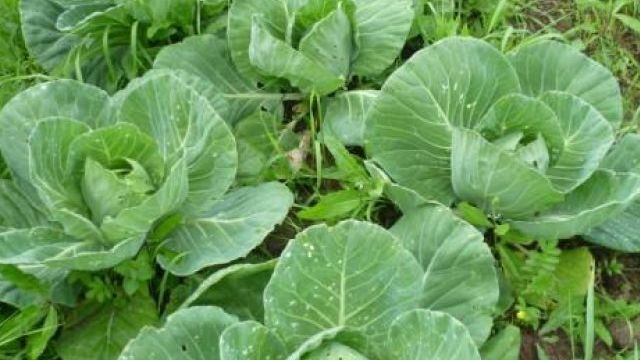 Как сажать капусту на рассаду правильно: выращивание семян дома и последующая посадка в открытый грунт, видео как садить овощи