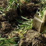 Лучшие сидераты для капусты осенью: максимально эффективное использование