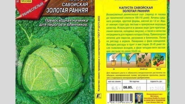 Савойская капуста: характеристики, описание, фото, выращивание и уход