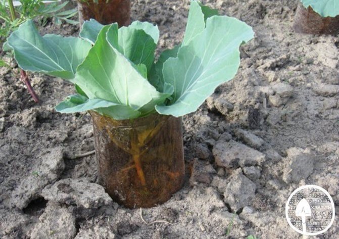 Выращивание капусты