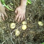 6 советов по выращиванию картофеля, которые помогут собрать ведро корнеплодов с куста