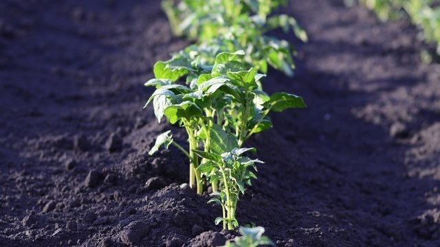 Для чего окучивают картошку и как это влияет на урожай?