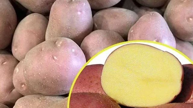 Характеристика описание урожайность отзывы и фото сорта картофеля крымская роза