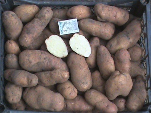 Сорт картофеля иван да марья