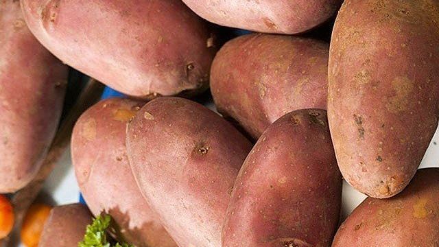 Характеристика, урожайность картофеля сорта Каменский, особенности его выращивания