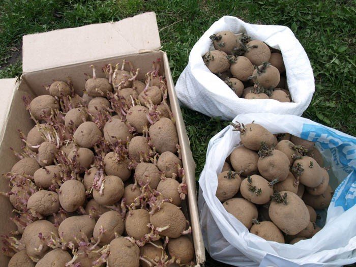 Подготовка картофеля к посадке