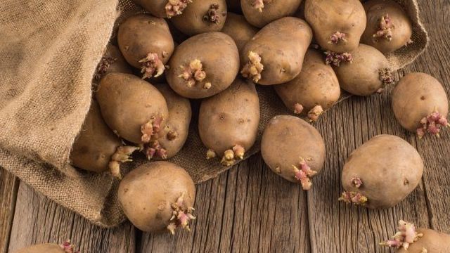 Как и зачем проращивать картофель