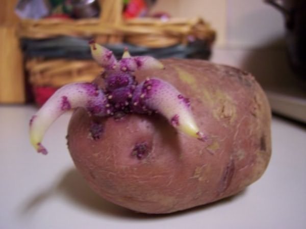 Пророщенный клубень картофеля