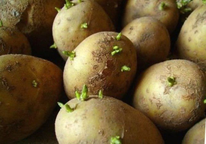 Сорт картофеля луговской