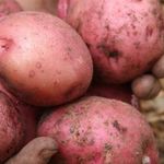 Каковы характеристики картошки 40-дневки?