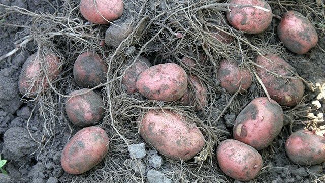 Бесподобный картофель "Ажур" с подробным описанием сорта, наглядными фото и характеристикой Русский фермер