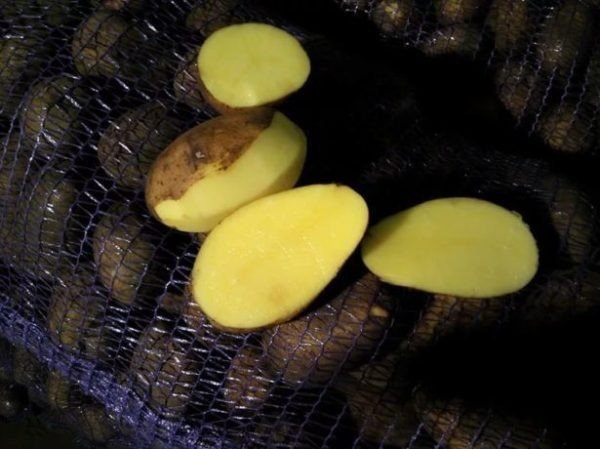 Картофель семенной джелли