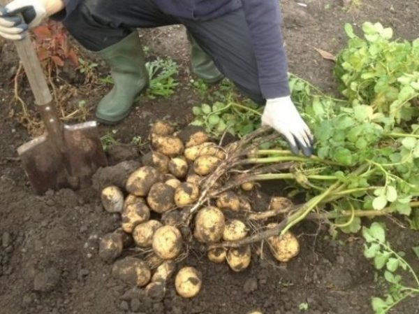 Урожайная посадка картофеля