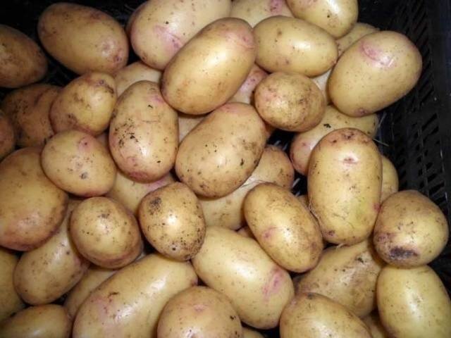Сорт картофеля лорх
