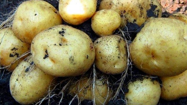 Сорт картофеля Импала: описание и характеристика, фото отзывы