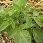 Картофель под соломой: как сажать и ухаживать, выращивание и уход