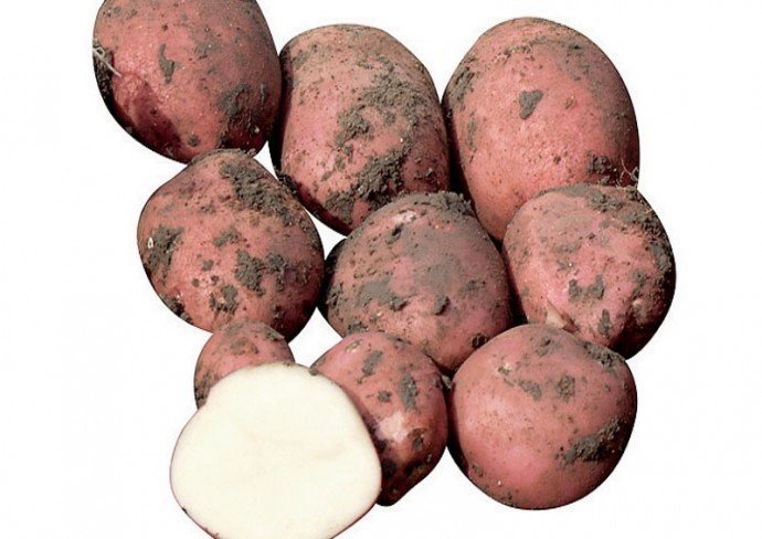 Сорт картофеля рамона