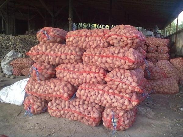 Крупный картофель в сетках