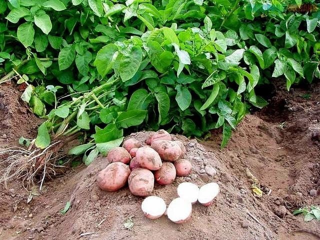 Окучивание картофеля гала