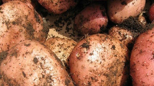 О картофеле Рябинушка: семенной сорт картофеля, характеристики, агротехника