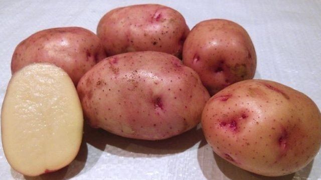 Картофель снегирь характеристика сорта отзывы вкусовые качества