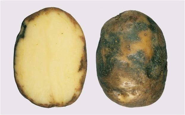 Фитофтора на клубнях картофеля