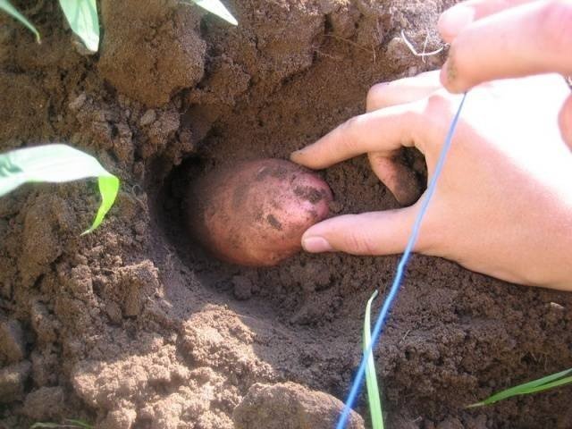 Картошку сажают в землю