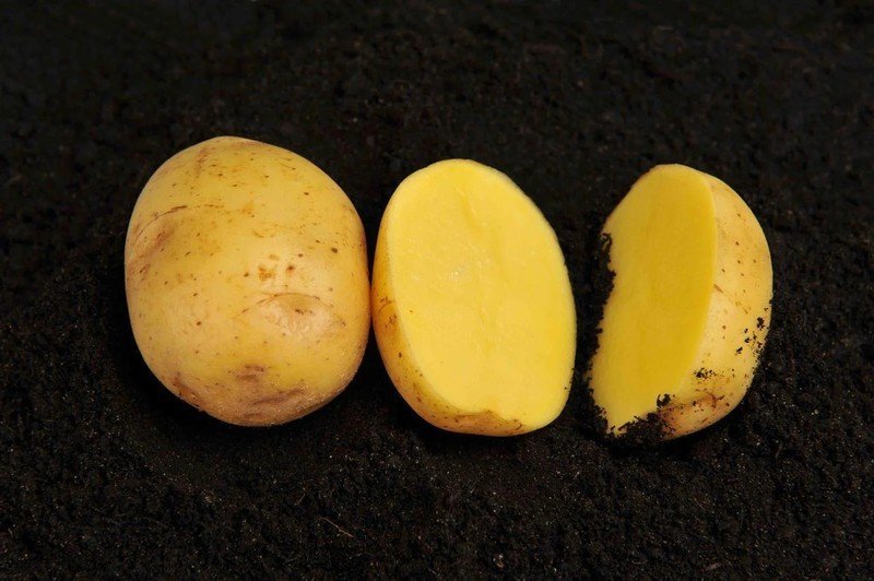 Семенной картофель вега