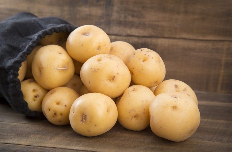 Сорт картофеля бульба